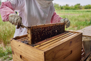 Person, beekeeper and hive frame on farm for honey production, harvesting process and collect...