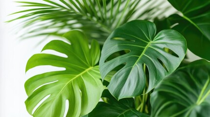 Fototapeta premium Close-up of Green Monstera and Palm Leaves with Soft Focus Background