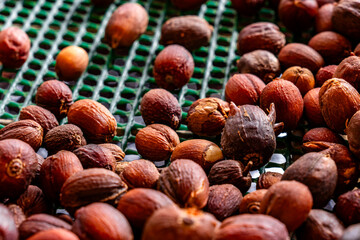 A bunch of coffee nuts are spread out on a green surface.