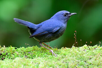 male of himalayan shortwing, brachypteryx cruralis, stepping over green mossy under soften light taken in Doi Intanon national park