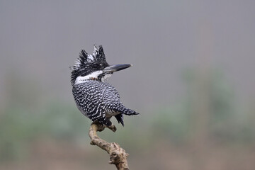 bird aleting to invading wildlife, crested kingfisher, megaceryle lugubris, while perching on branch in foggy morning