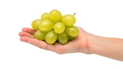 A hand holds a fresh bunch of ripe green grapes