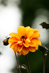 Yellow Dahlia Close-Up