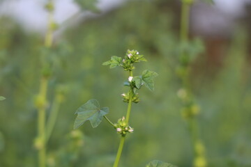 A close-up shot showcases a single stalk of malva plant with delicate green leaves and tiny, light pink buds, set against a blurred green background.