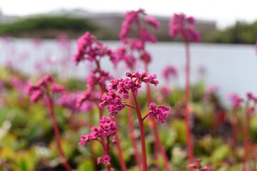 Obraz premium Purple flowering flowers close-up. Spring