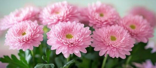 Pink Chrysanthemums in Bloom with Green Leaves and Soft Background