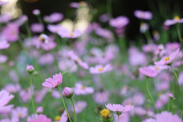 Fototapeta premium A field of delicate light pink cosmos flowers in full bloom on a summer day, showcasing a shallow depth of field.