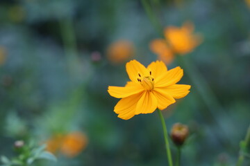 A single vibrant yellow cosmos flower blossoms in a field of blurred orange cosmos, showcasing its delicate petals and subtle details against a soft green background.