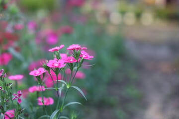Vibrant pink dianthus flowers in bloom, showcasing delicate petals and lush green foliage in a garden setting.