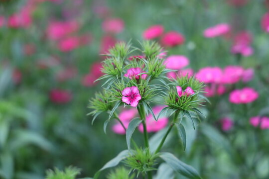 Vibrant pink sweet william flowers blooming in a lush green garden, showcasing delicate petals and vibrant colors.