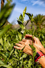 A person is touching a plant with a red watch on their wrist