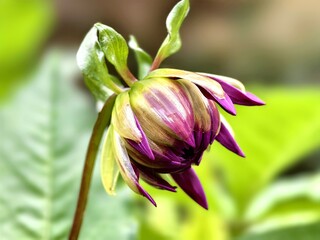 Macro photo of a purple dahlia flower bud in a flower garden