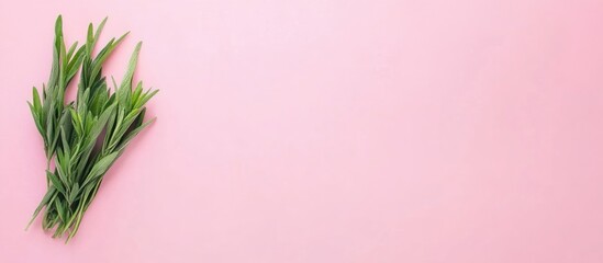 Fresh green herbs on a pastel pink background with ample copy space for text insertion