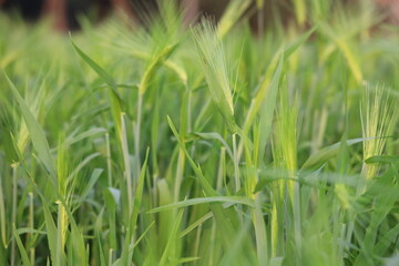 Lush green barley field showing young sprouts and blades, ready for harvest.