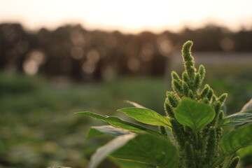 Close-up of amaranth plant with lush green leaves at golden hour sunset, displaying its unique texture and detail.