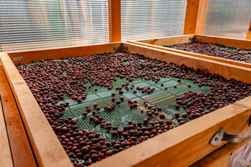 A tray of coffee beans is sitting on a wooden table