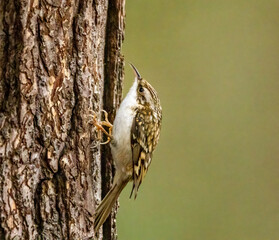 Tre creeper, a small woodland bird looking for food