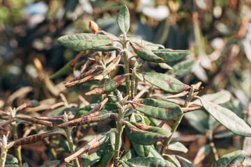 Rhododendron damaged by disease or burns in a spring garden