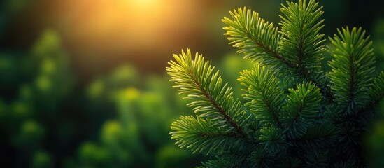 Close-up of green pine tree branches with soft sunlight filtering through in a blurred natural background Copy Space