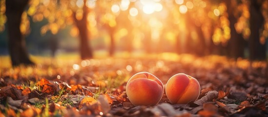 Fototapeta premium Fresh peaches on autumn leaves in a sunlit orchard with blurred trees and warm orange tones Copy Space