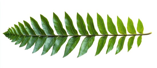 Green fern leaf isolated on white background with symmetrical leaf arrangement and ample copy space for text insertion