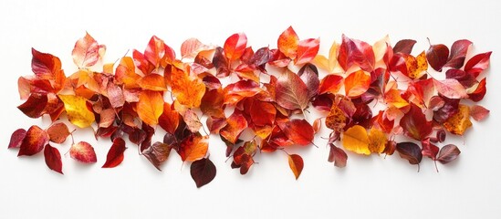 Colorful autumn leaves arranged in a horizontal line on a white background with Copy Space for text placement