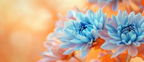 Obraz premium Blue chrysanthemum flowers against a soft orange blurred background with natural light and Copy Space for text placement