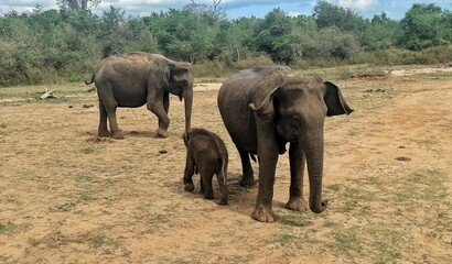 Obraz premium Family of Elephants Walking on Dry Land and Protecting New Born Cub- Udawalawe National Park, Sri Lanka 