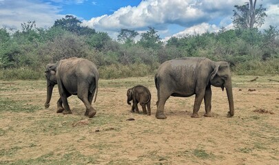 Fototapeta premium Small Family of Elephants Walking and eating grass on Dry Land-Udawalawe National Park, Sri Lanka 