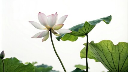Minimalist drawing of a lotus flower with leaves, leafy greens, minimalist