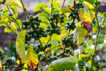 A bunch of green coffee beans are hanging from a tree