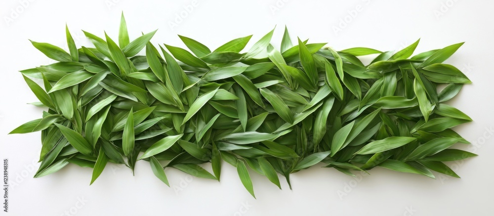 Poster green leaves arranged in a horizontal pattern on a white background with copy space for text inserti