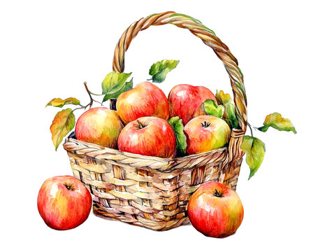 A watercolor illustration of a wicker basket overflowing with fresh, red apples with green leaves, isolated on transparent background, PNG, cut out