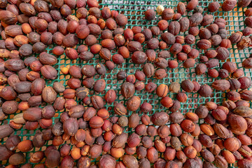 A large pile of coffee nuts are spread out on a green mesh.