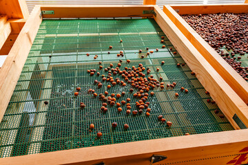 A tray of geisha coffee beans is sitting on a wooden table.
