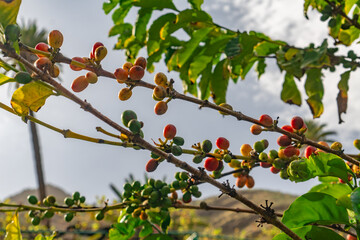 A tree with green leaves and red berries