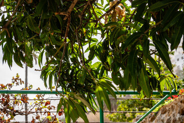 A tree with green leaves and a green fence in the background