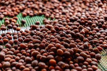Coffee beans drying on sieves in greenhouse at the coffee plantation.