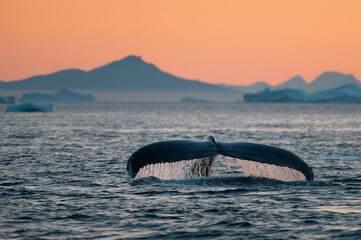 Humpback whale (Megaptera novaeangliae) fluke in Disko Bay, Ilulissat ice fjord in the ambient golden light of arctic midnight. Greenland. Unesco World heritage site. Autonomous territory of Denmark.