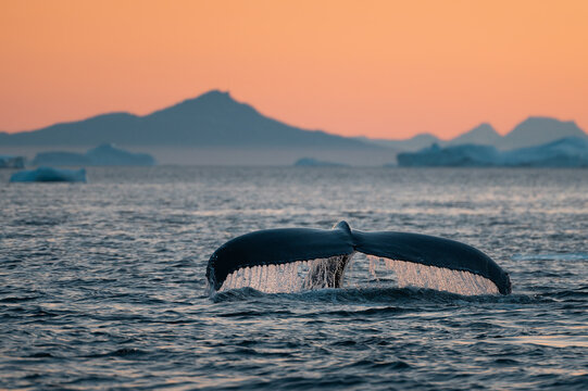 Humpback whale (Megaptera novaeangliae) fluke in Disko Bay, Ilulissat ice fjord in the ambient golden light of arctic midnight. Greenland. Unesco World heritage site. Autonomous territory of Denmark.