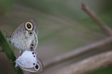 mating of four rings butterflies on the branch