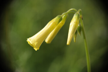 Acetosella