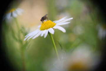 Obraz premium Margherite