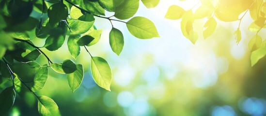 Green leaves with sunlight shining through, blurred background, natural foliage, botanical close-up, Copy Space