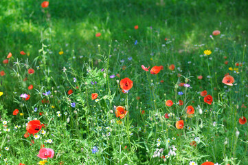 Wild flowers in meadow grass.
