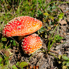 fly agaric beautiful red-headed hallucinogenic poisonous mushroom in the forest.