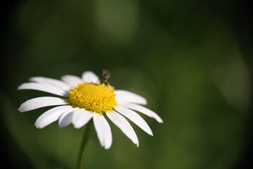 Obraz premium Margherita