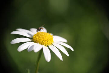 Fototapeta premium Margherita