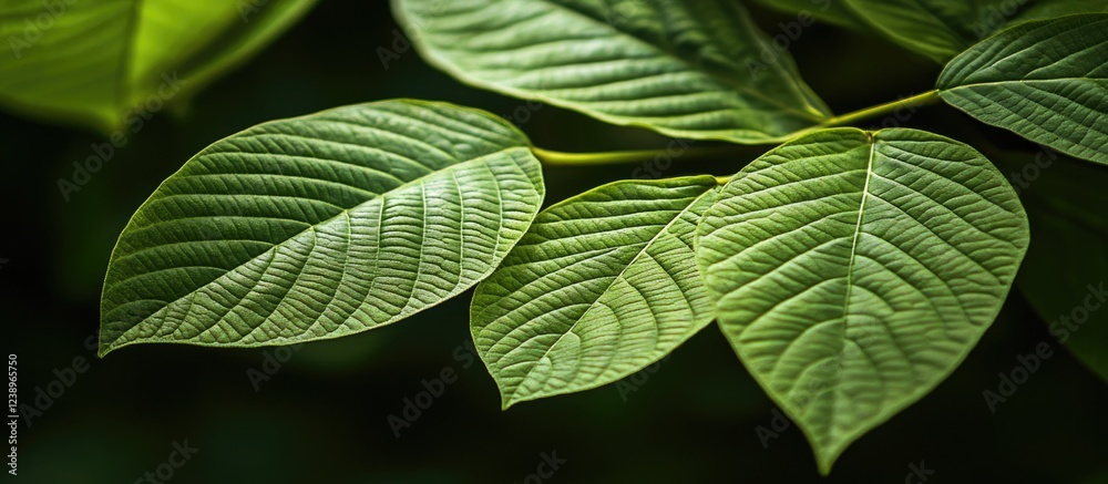Poster lush green leaves with intricate vein patterns in natural light on a blurred dark background. copy s