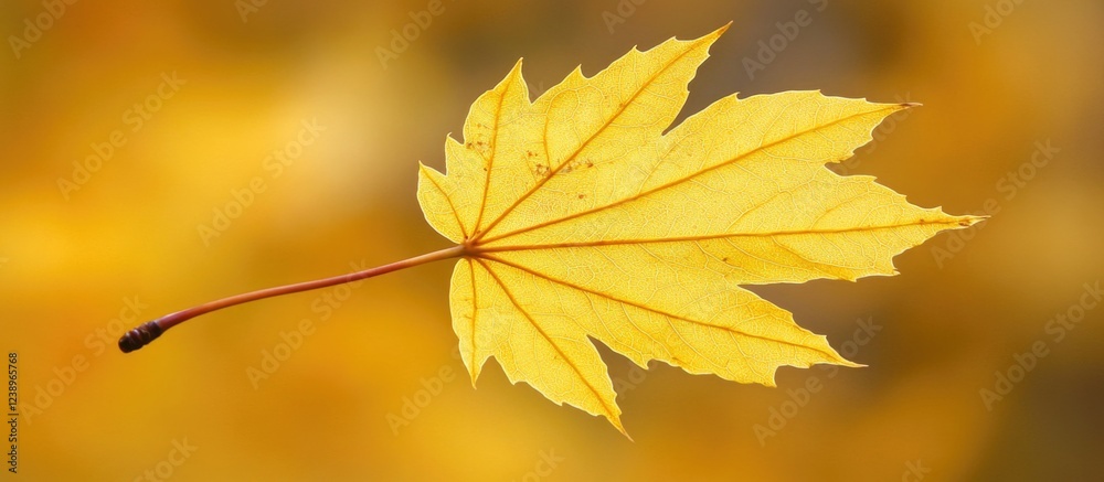 Poster Close-up of a vibrant yellow maple leaf isolated on a blurred autumn background with Copy Space for text placement